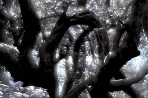  (500x332, 52Kb)