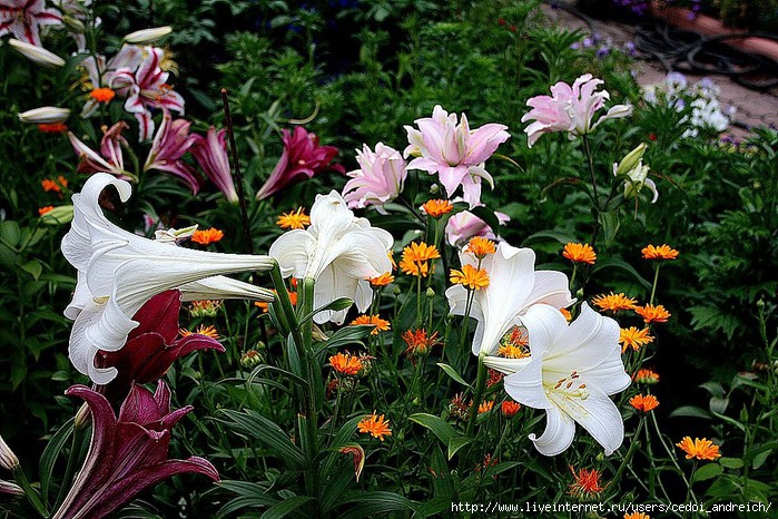 Image00078 (699x466, 153 Kb)