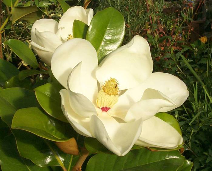 magnolia grandiflora 4 (699x565, 52 Kb)