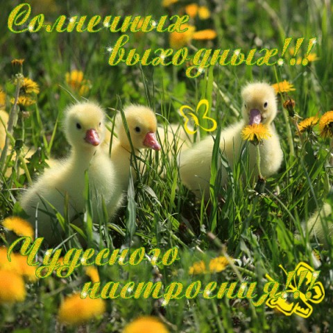  (480x480, 92Kb)