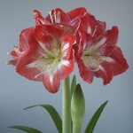 hippeastrum1 (150x150, 18 Kb)