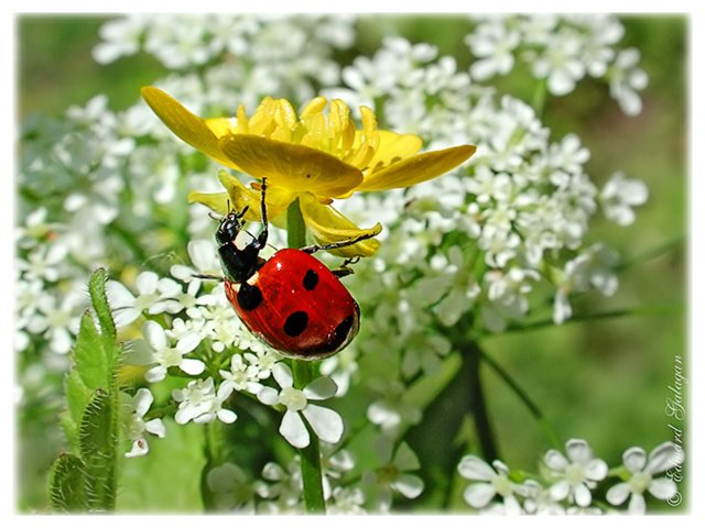 e036130601dd (640x480, 63 Kb)