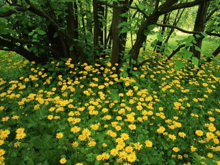 Nature Scotland_1-8_Flowering Leopardsbane (700x525, 106 Kb)