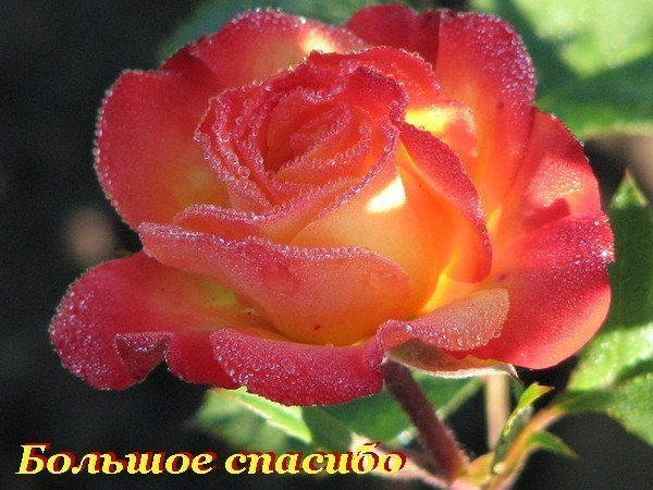  (600x450, 65Kb)