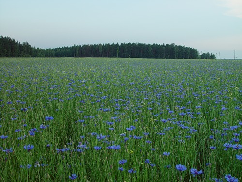  (500x375, 69Kb)