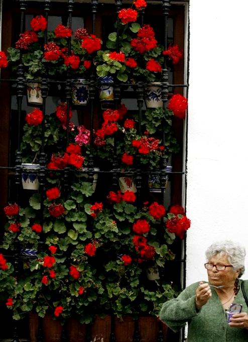 -     (Los Patios Flower Festival in Cordoba),   , 12  2010 .