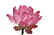 flower2 (50x32, 1 Kb)