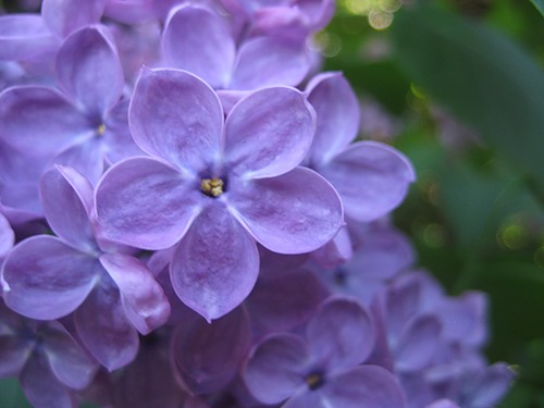  (500x375, 34Kb)