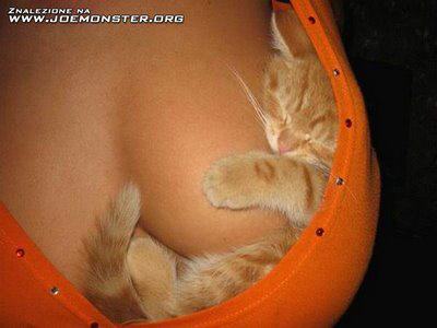 firefox-on-breast (400x300, 17 Kb)