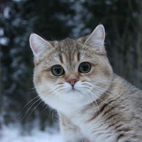  (500x500, 32Kb)