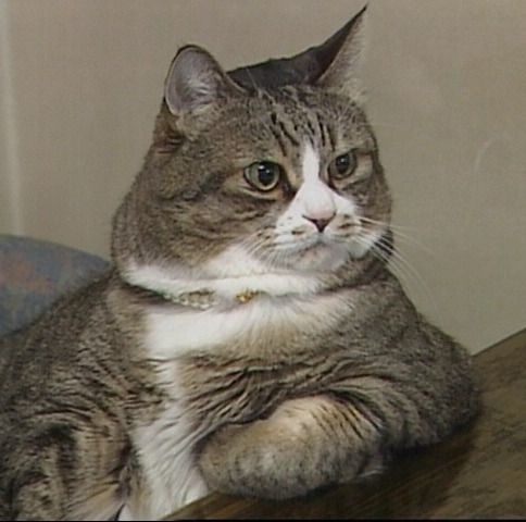  (484x480, 36Kb)