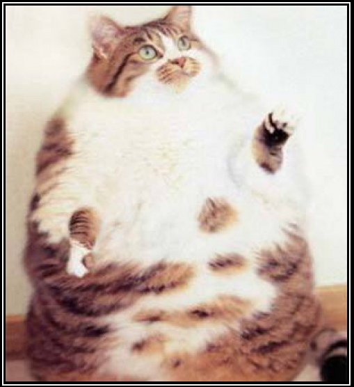  (509x556, 89Kb)