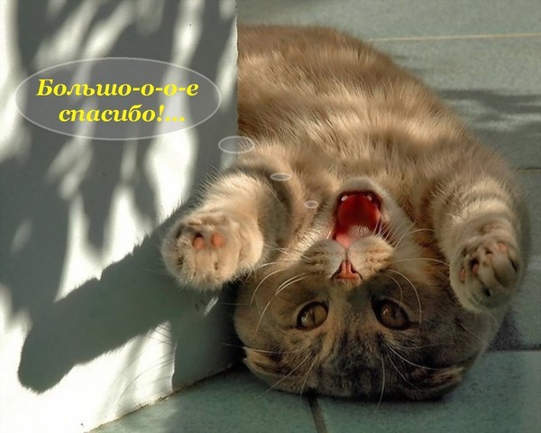 http://img0.liveinternet.ru/images/attach/c/1//59/280/59280034_bolshoe_spasibo__koshka.jpg