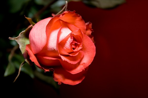  (600x400, 31Kb)