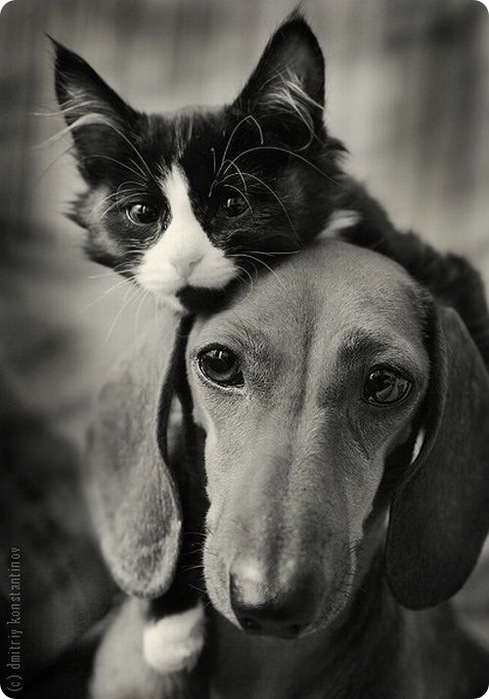 http://img0.liveinternet.ru/images/attach/c/1//59/618/59618253_cat_and_dog_3_19.jpg