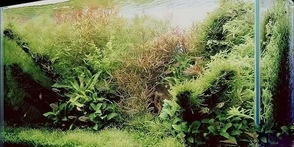  (600x300, 55Kb)