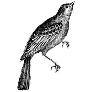  (300x300, 35Kb)