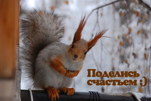  (530x354, 135Kb)