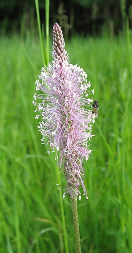 0_1de78_d76f4e55_L (262x500, 36 Kb)