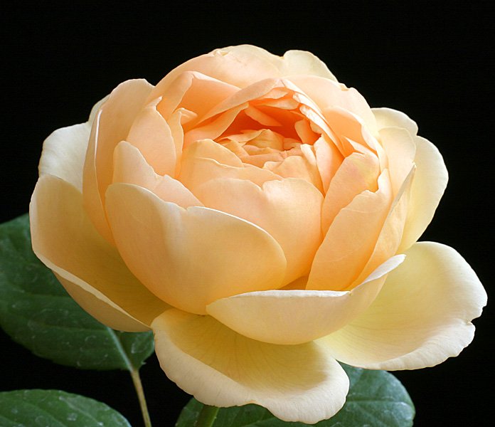  (696x600, 58Kb)