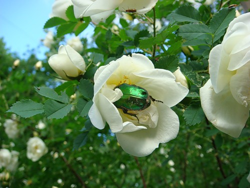  (500x375, 52Kb)