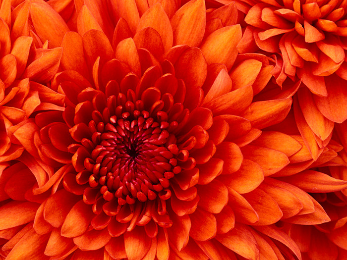 Chrysanthemum (700x525, 179 Kb)