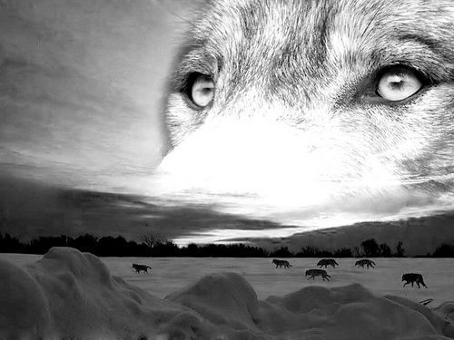  (500x375, 32Kb)