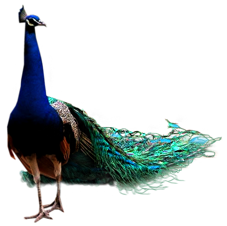 61788912_pjwpeacock07876313.png