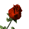 rose (100x100, 10 Kb)
