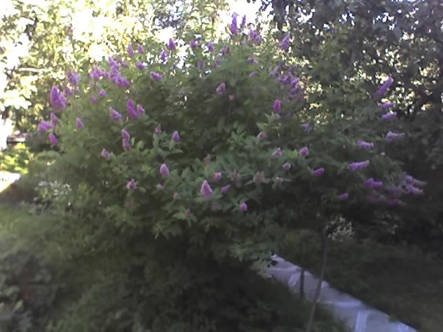  (640x480, 61Kb)
