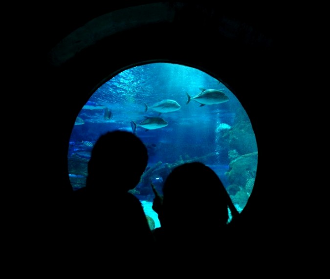   Blue Zoo Aquarium , , 3  2010 .
