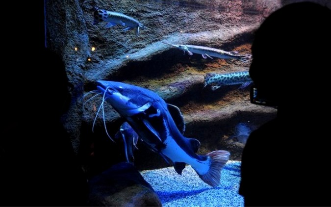   Blue Zoo Aquarium , , 3  2010 .