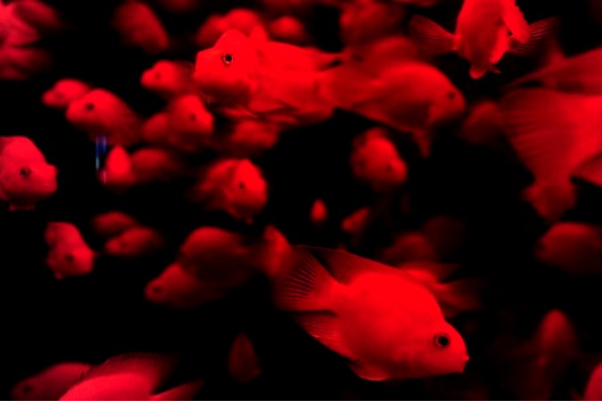   Blue Zoo Aquarium , , 3  2010 .