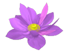 55703462_lotus1[1] (139x108, 49 Kb)
