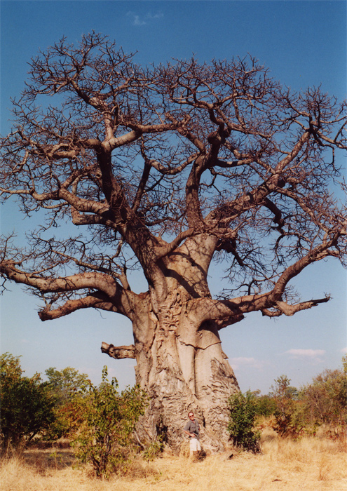 1229572770_baobab (495x700, 292 Kb)