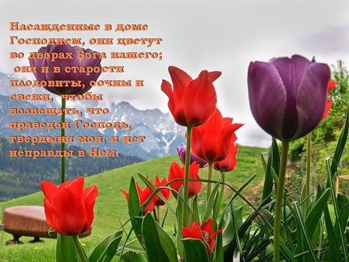  (500x375, 70Kb)