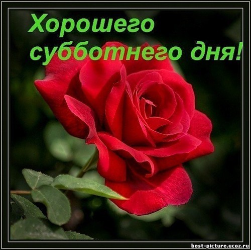  (500x497, 61Kb)