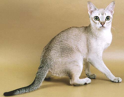 Кошки гермафродиты: Редкое явление или обычное явление?