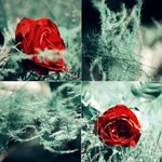 red_rose_by_6Artificial6 (150x150, 10 Kb)