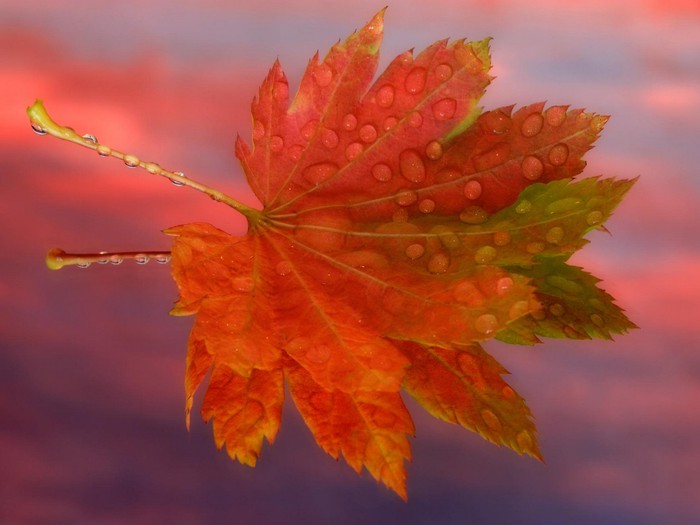 (700x525, 57Kb)