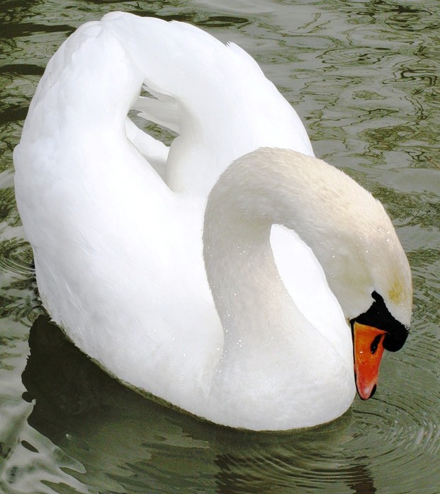Песня скажите лебеди скажите белые. Животные. Декоративные птицы лебеди. Swan a-87.150.200.