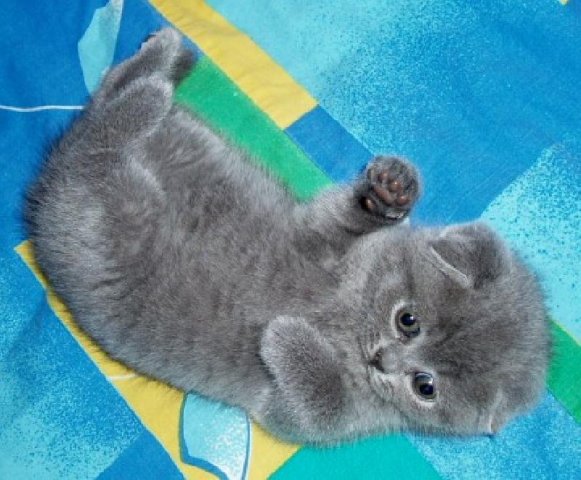 http://img0.liveinternet.ru/images/attach/c/1/49/253/49253812_x_d843f200.jpg