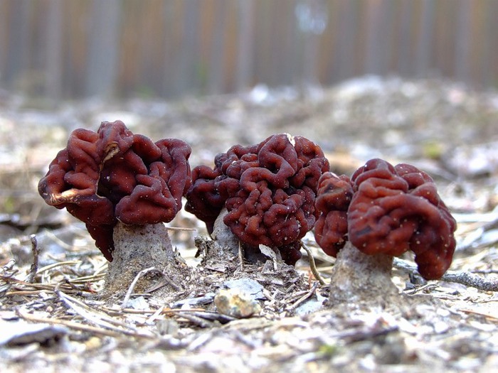 Сморчки грибы фото несъедобные ядовитые