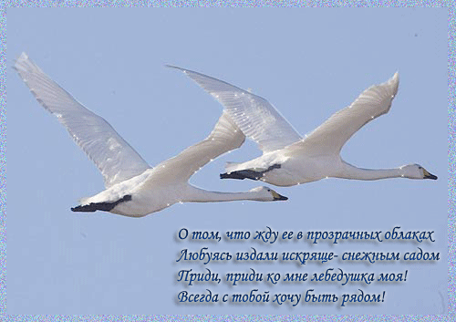 Верность лебедей стихи. Лебединая верность цитаты. Два лебедя в небе. Стихотворение про лебедя.