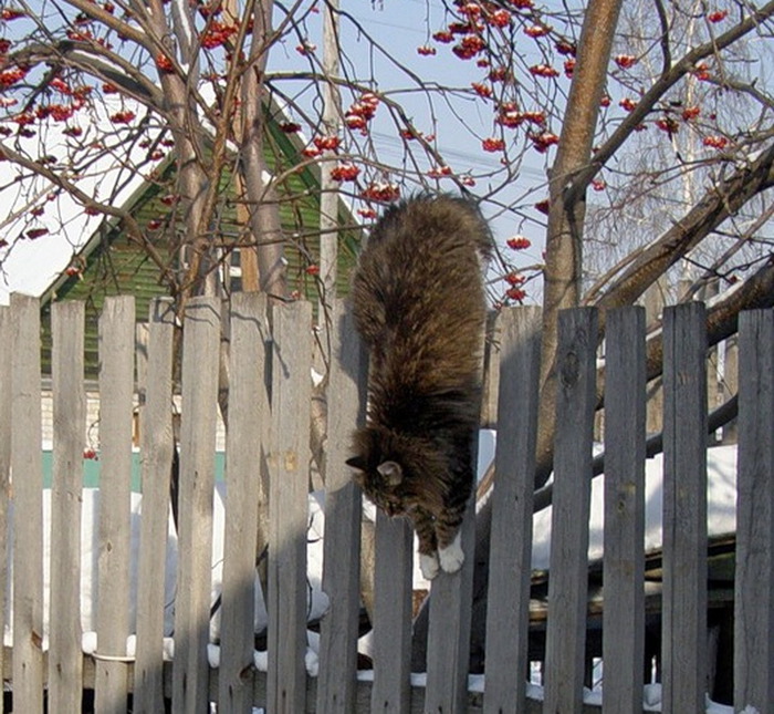 Кот лезет через забор картинка