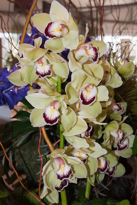 Орхидея caribbean dream фото и описание