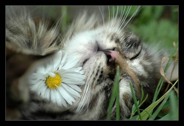 Ромашковых снов. Котик в ромашках. Доброй ночи ромашки котёнок. Полевые цветы и котики. Котенок среди ромашек.