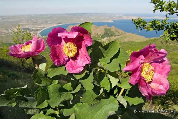 Первоцветы крыма фото