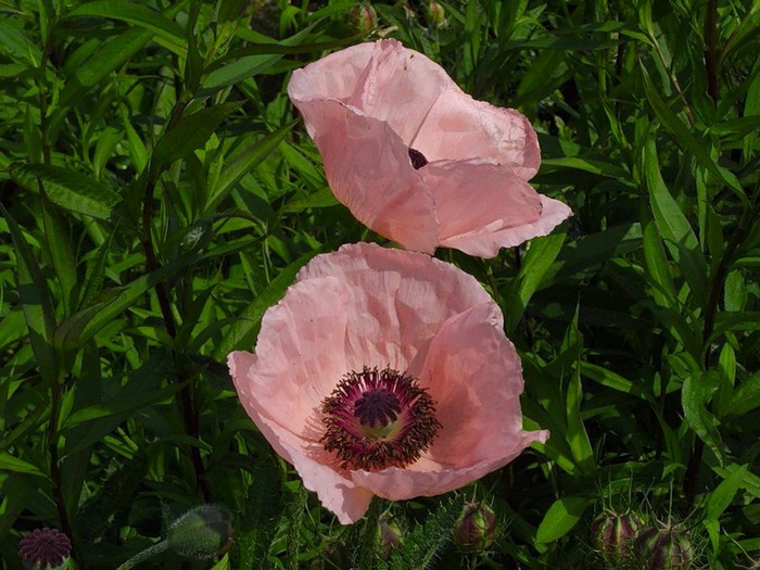 Мак Papaver розовый. Anny розовый Мак. Розовые маки. Мак розовый съедобный. Розовый мак 2