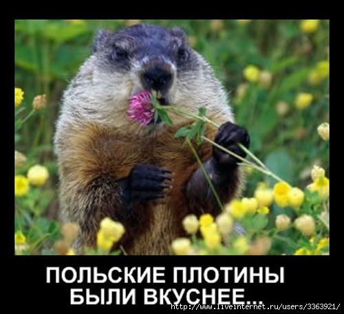 59547989_1274959544_bobruyuy2.jpg